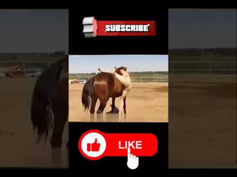 #funny #horseriding #horse #viralmyvideo