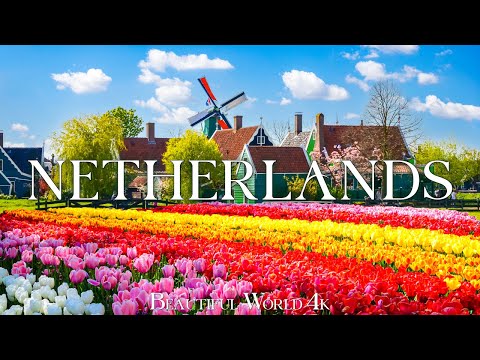 Netherlands 4K - Stunning Tulip Fields and Spring Blooms in Full Glory - Peaceful Piano Music