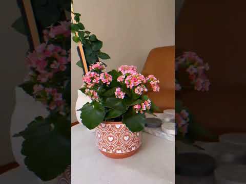 Kalanchoe unboxing (via iammaritzarod on IG)