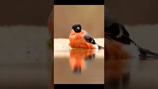 Bullfinch taking a bath 🐦bullfinch #goudvink #bird_vibrance #feather_perfection #nuts_about_birds