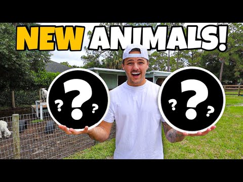 We got NEW ANIMALS for the Backyard!!