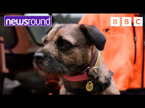 Adorable Dog helps Birds | Your Planet | Newsround