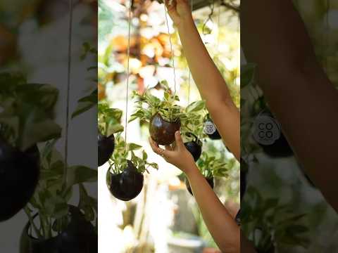 Hanging plant pots using coconut shell