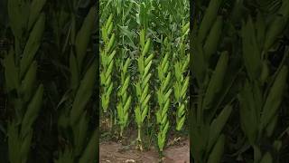 गर्मियों में मक्का की बेस्ट वैरायटी🌱makka ki best variety🌽 maize cultivation #shorst