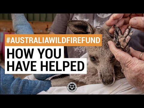 #AustraliaWildfireFund: How You Have Helped