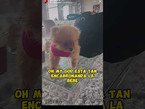 Bebe69's New Outfit #soyla69 #la69 #jenny69 #Jen_ny69 #pomeranian #pomeranianpuppy #