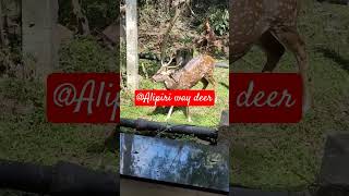 Beautiful deer@alipiri way