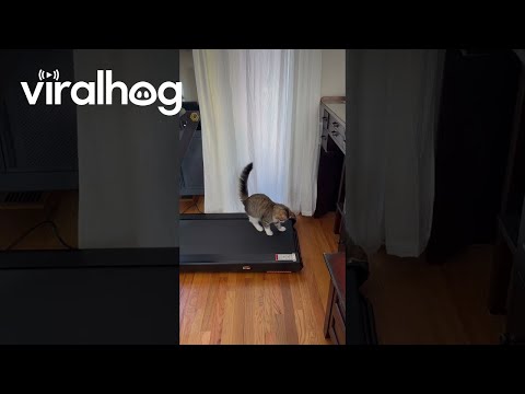 Cat Discovers Treadmill || ViralHog