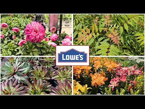 NEW ARRIVALS & Memorial Day Sale! Lowes Garden Center May 2024. New Plants at Lowes